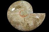 Choffaticeras (Daisy Flower) Ammonite Half - Madagascar #111316-1
